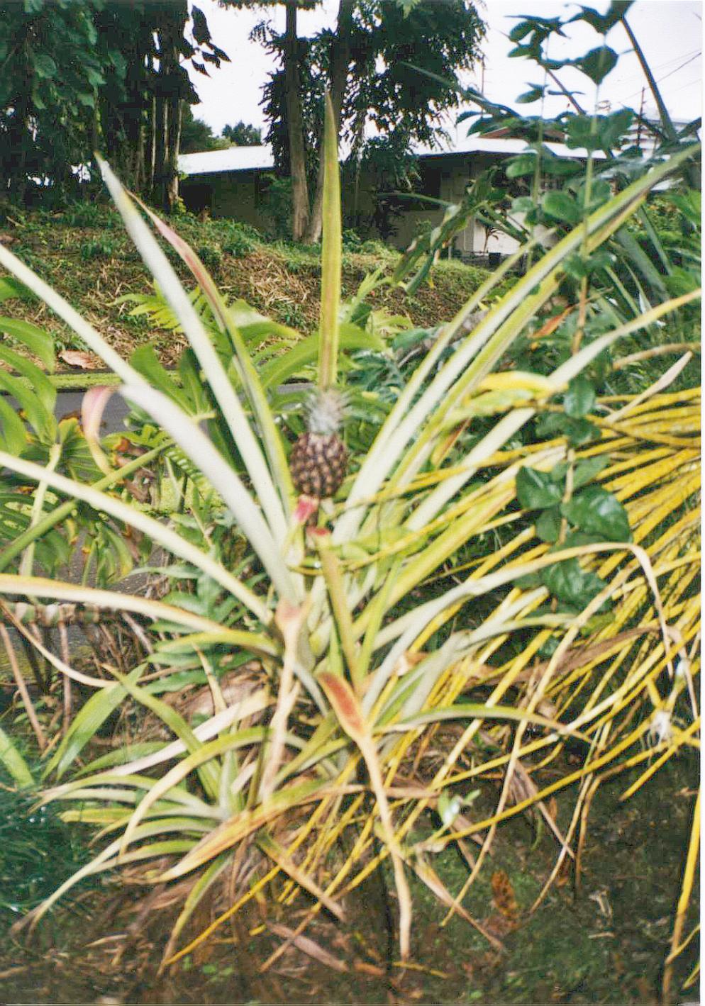 'Ananaspflanze';return true