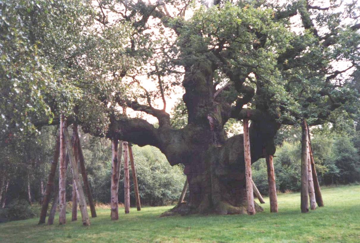 'The Sherwood Forest';return true